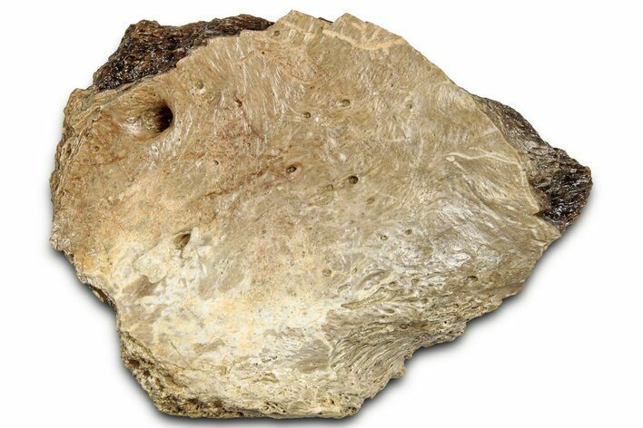 Fossil Tyrannosaur (T rex) Bone Section - Wyoming #328688